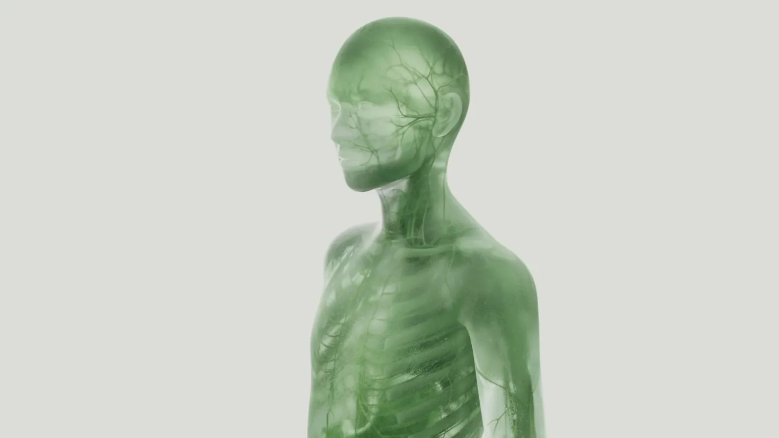 A translucent anatomical rendering of the human body from the Ageless Living longevity series